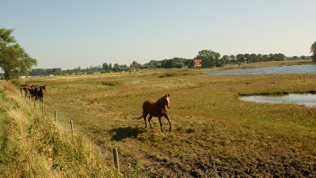 Pferde grasen auf dem Damm zur Insel Poel